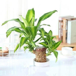 Brazilian Prosperity Luck Wood Plant