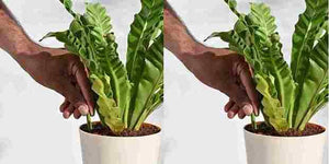 Plant Food Sticks - All Purpose Plant Nutrition | Buy 1 Get 1 FREE