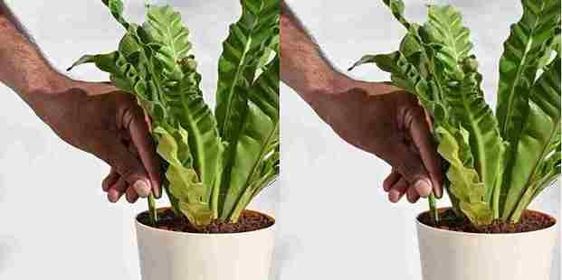 Plant Food Sticks - All Purpose Plant Nutrition | Buy 1 Get 1 FREE